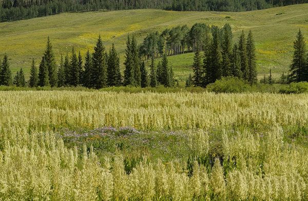 Jaynes Gallery 아티스트의 USA-Colorado-Gunnison National Forest Cornhusk lilies in mountain meadow작품입니다.